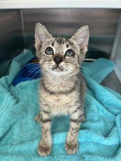 ATLANTIS - Domestic Short Hair available for adoption