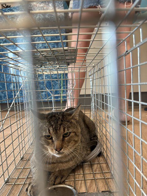 CINDERBLOCK - Domestic Short Hair available for adoption