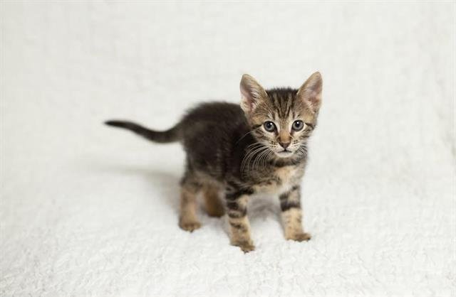 MARTHA - Domestic Short Hair available for adoption