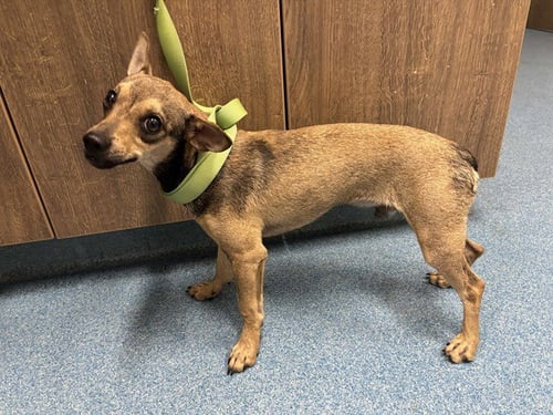 BACON - Chihuahua available for adoption