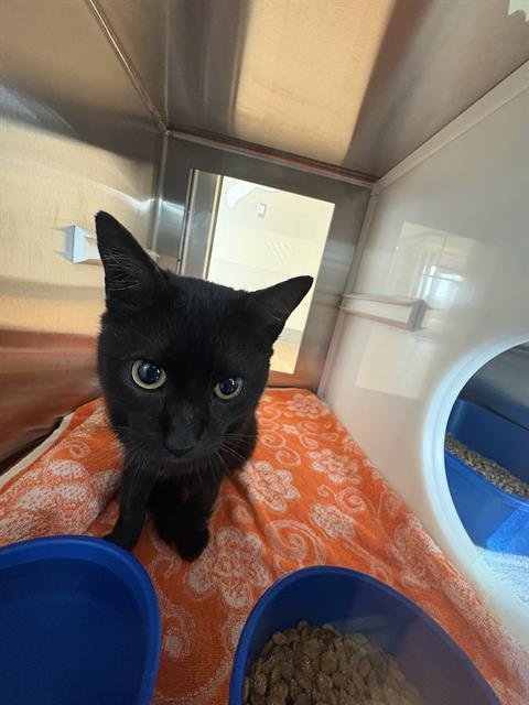 HAROLD - Domestic Short Hair available for adoption