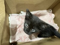 BLAZE - Photo 1