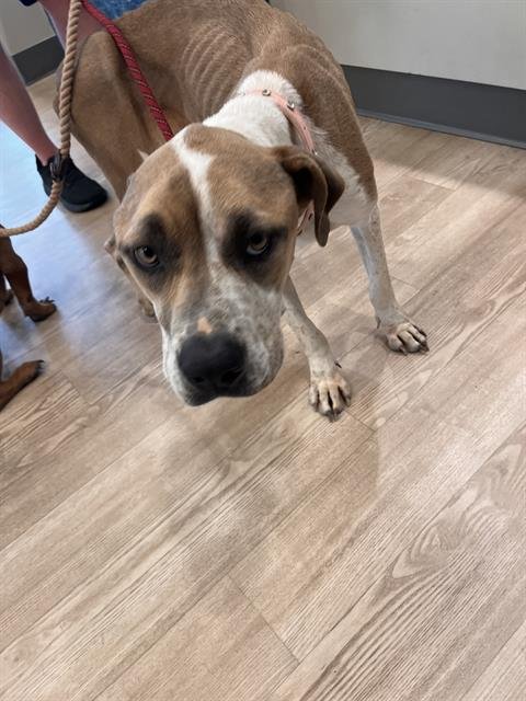 VELMA - Pit Bull Terrier available for adoption