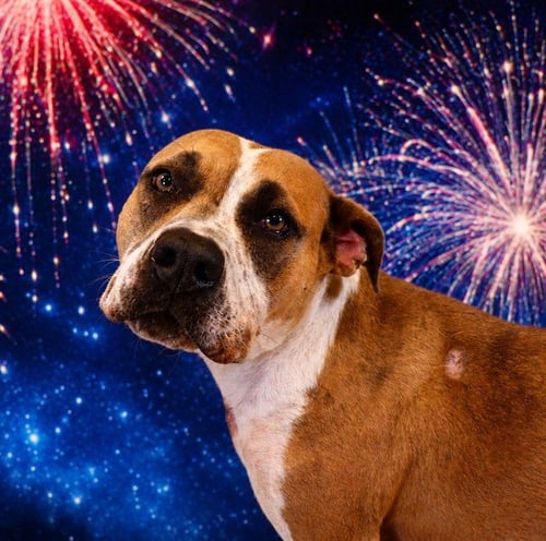 VELMA - Pit Bull Terrier for adoption in Pearland