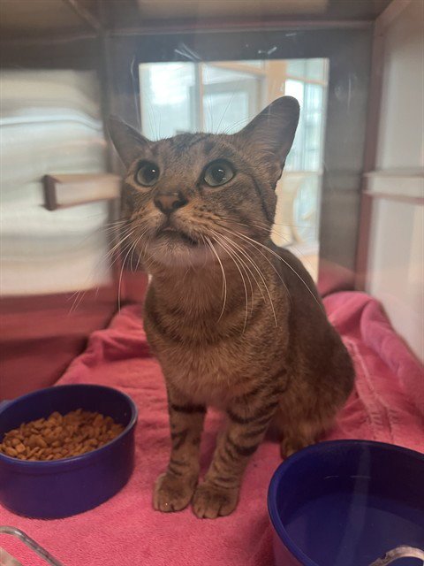 HUNTINGTON - Domestic Short Hair available for adoption