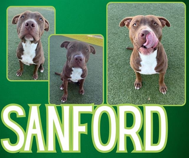 SANFORD - Pit Bull Terrier available for adoption
