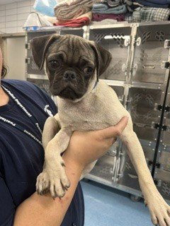 CHICO - Pug available for adoption