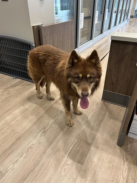 SHAGGY - Alaskan Malamute available for adoption