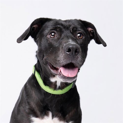 BEATRICE - Black Mouth Cur available for adoption