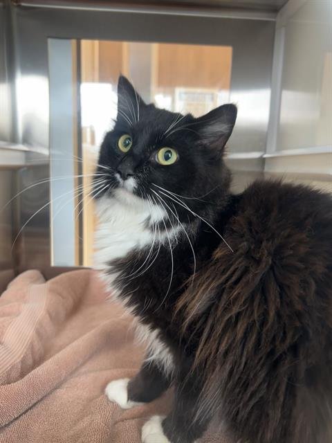 NOCTURNE - Domestic Long Hair available for adoption