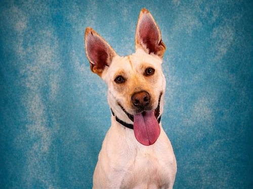 DASHER - Carolina Dog / Labrador Retriever available for adoption