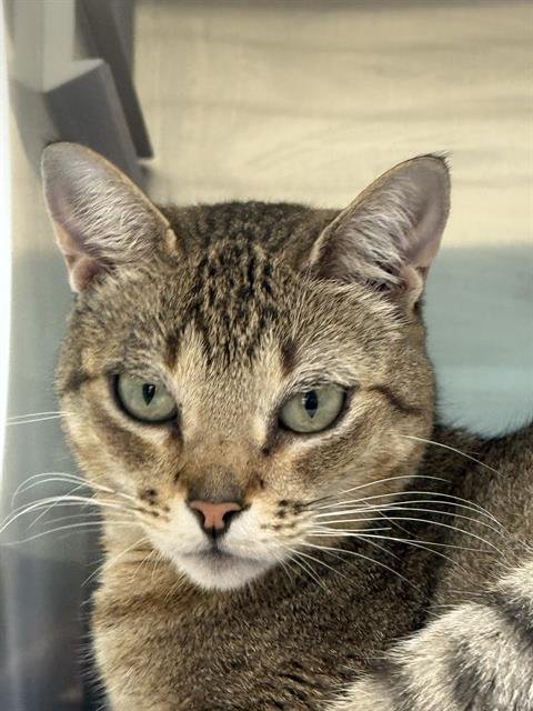 RAINIE - Domestic Short Hair available for adoption