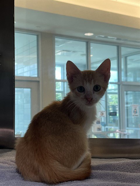 JUICY FRUIT - Domestic Short Hair for adoption in Pearland