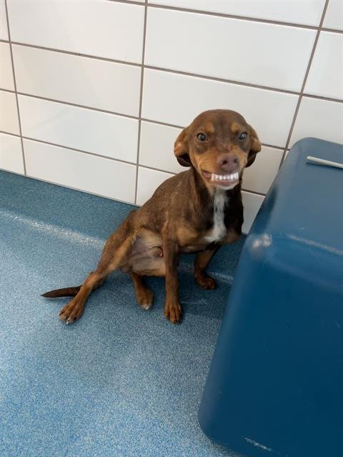 CHURRO - Miniature Pinscher available for adoption