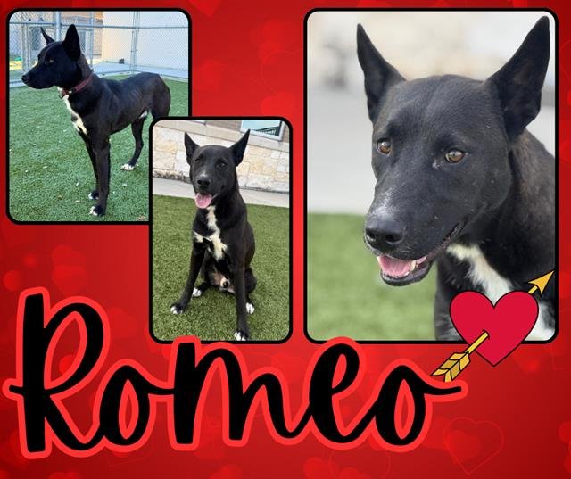 ROMEO - Siberian Husky available for adoption