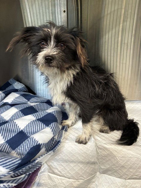 FRITO - Terrier available for adoption