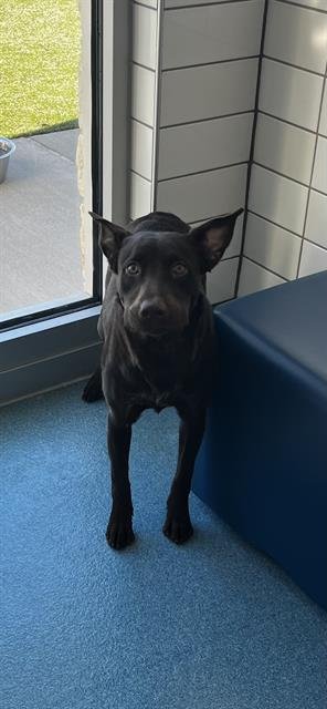 SPOCK - Labrador Retriever available for adoption