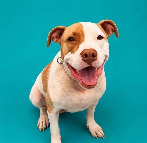 BUELLER - Pit Bull Terrier available for adoption
