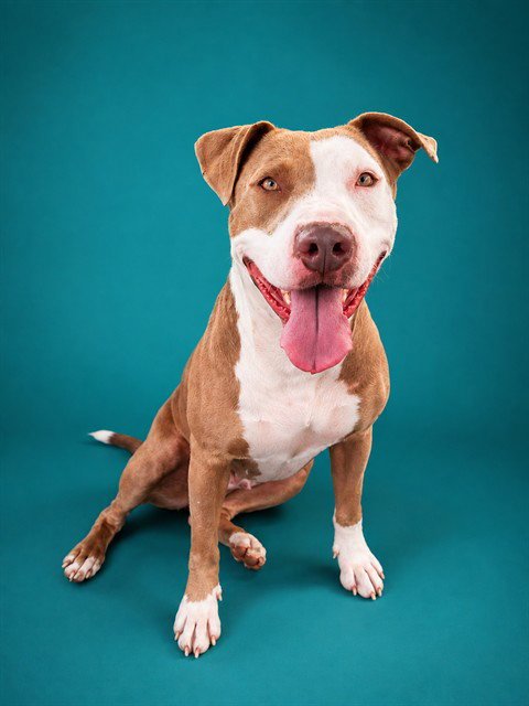 HARLEY QUINN - Pit Bull Terrier available for adoption