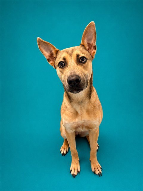 NALA - German Shepherd Dog for adoption in Pearland