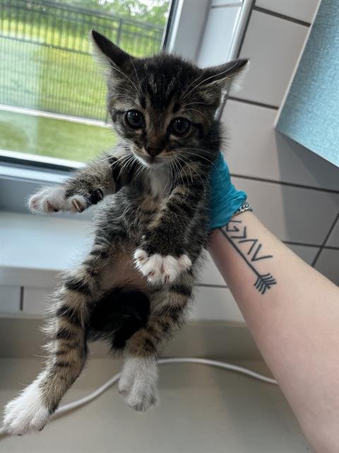 NORA - Domestic Short Hair for adoption in Pearland