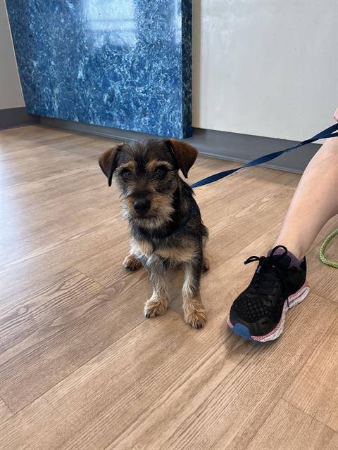 DREXLER - Dachshund available for adoption