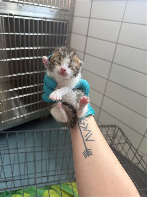 HOME - Domestic Short Hair available for adoption