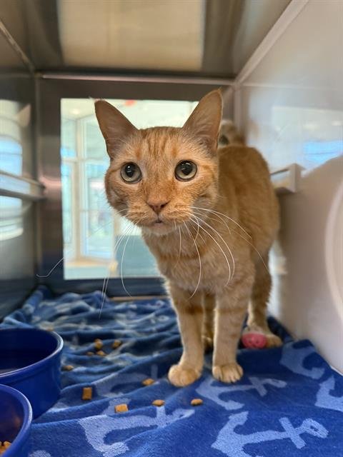 CUPID - Domestic Short Hair available for adoption