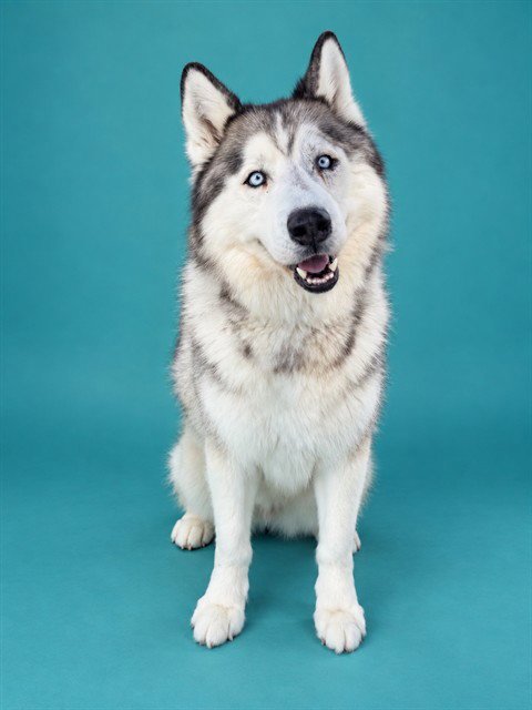OC - Siberian Husky available for adoption