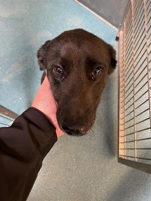 DELILAH - Labrador Retriever available for adoption