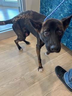 INK - German Shepherd Dog available for adoption