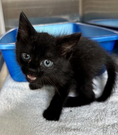 DREW - Domestic Medium Hair available for adoption