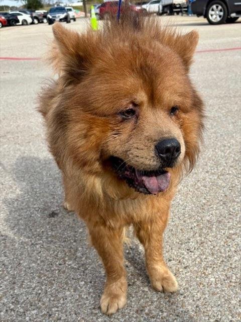 LION - Chow Chow available for adoption