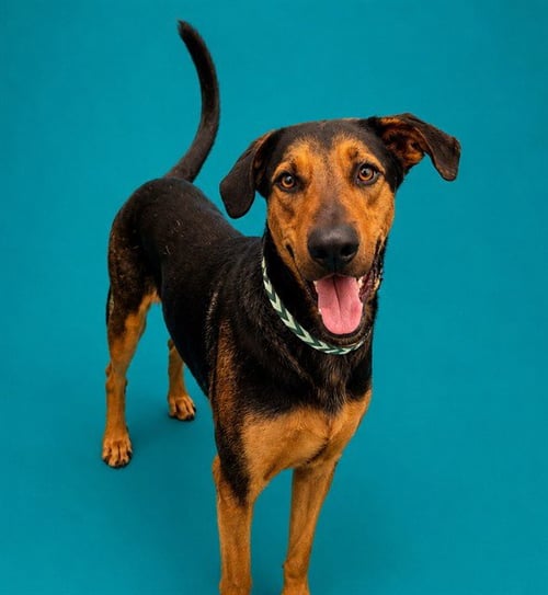 ANGEL - German Shepherd Dog / Doberman Pinscher available for adoption