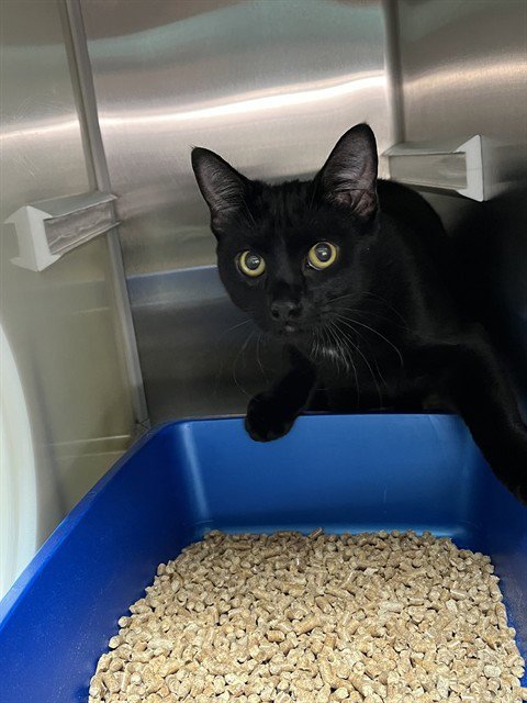 VALENTINO - Domestic Short Hair available for adoption