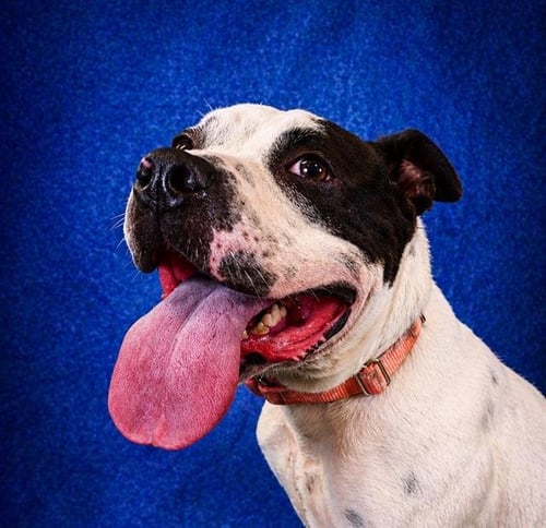 MARBLE - Pit Bull Terrier / Staffordshire Bull Terrier for adoption in Pearland