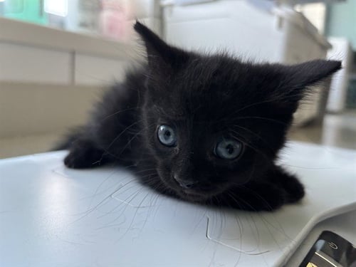 ECHO - Domestic Short Hair available for adoption