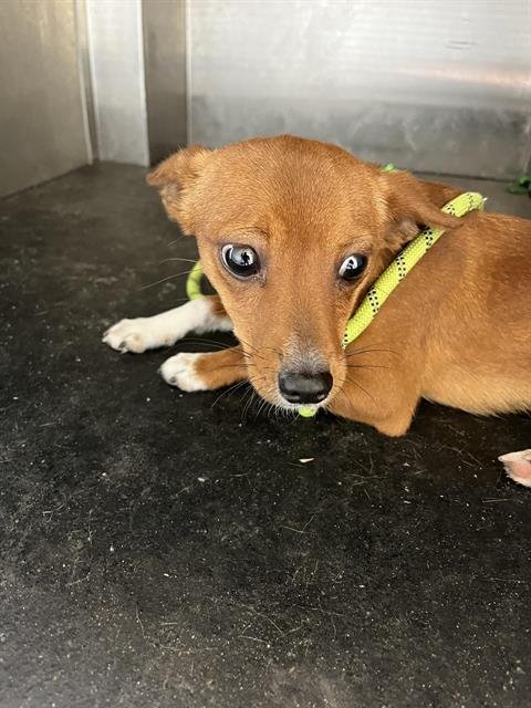 ARTURO - Chihuahua available for adoption