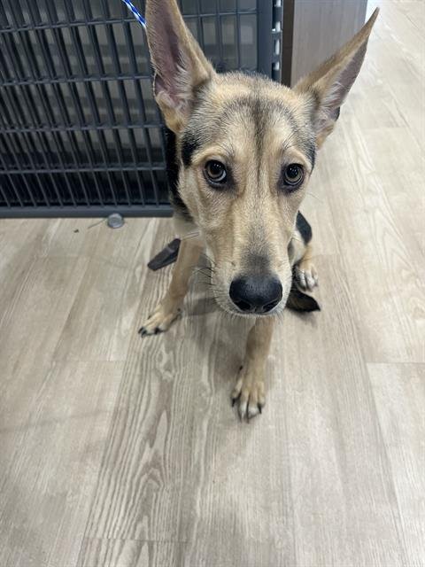 MAURICE - German Shepherd Dog available for adoption