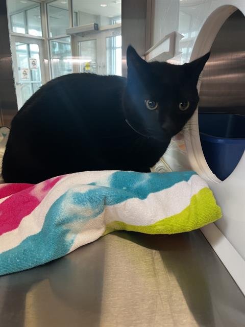 LARRY - Domestic Short Hair available for adoption