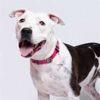 PETEY - Photo 1