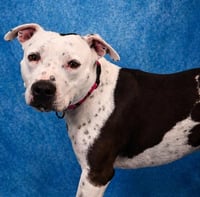 PETEY - Photo 1