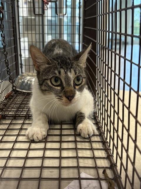 WEDNESDAY - Domestic Short Hair available for adoption