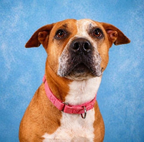 SERENA - Labrador Retriever for adoption in Pearland