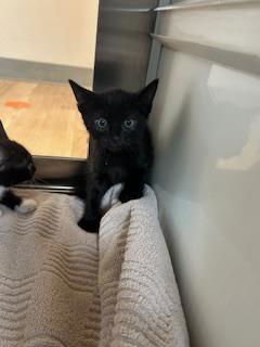 BATTY - Domestic Short Hair available for adoption