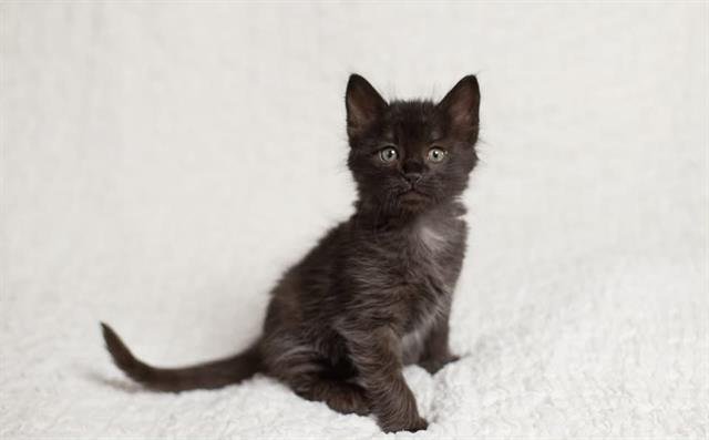 MILK TOAST - Domestic Short Hair available for adoption