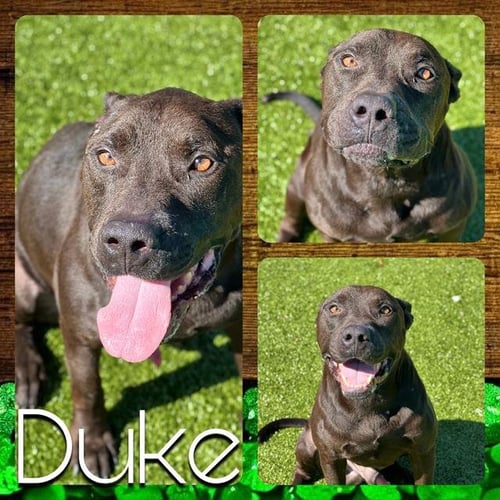DUKE - Pit Bull Terrier available for adoption