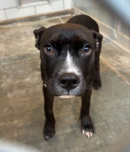 CUPID - Pit Bull Terrier available for adoption