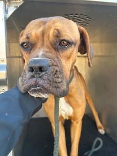 LAYLA - Boxer available for adoption