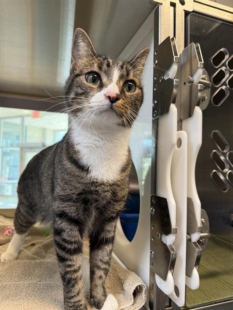 ALEXANDER HAMEOWLTON